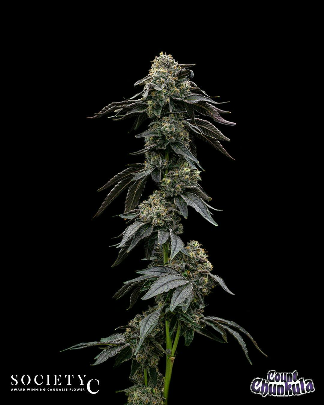 Society C - Society C | Count Chunkula | Big Buds | 3.5g - 1