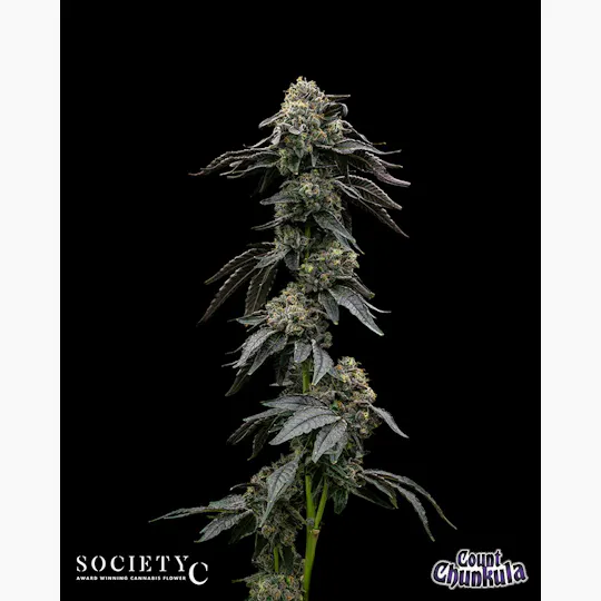 Society C - Society C | Count Chunkula | Big Buds | 3.5g - 1