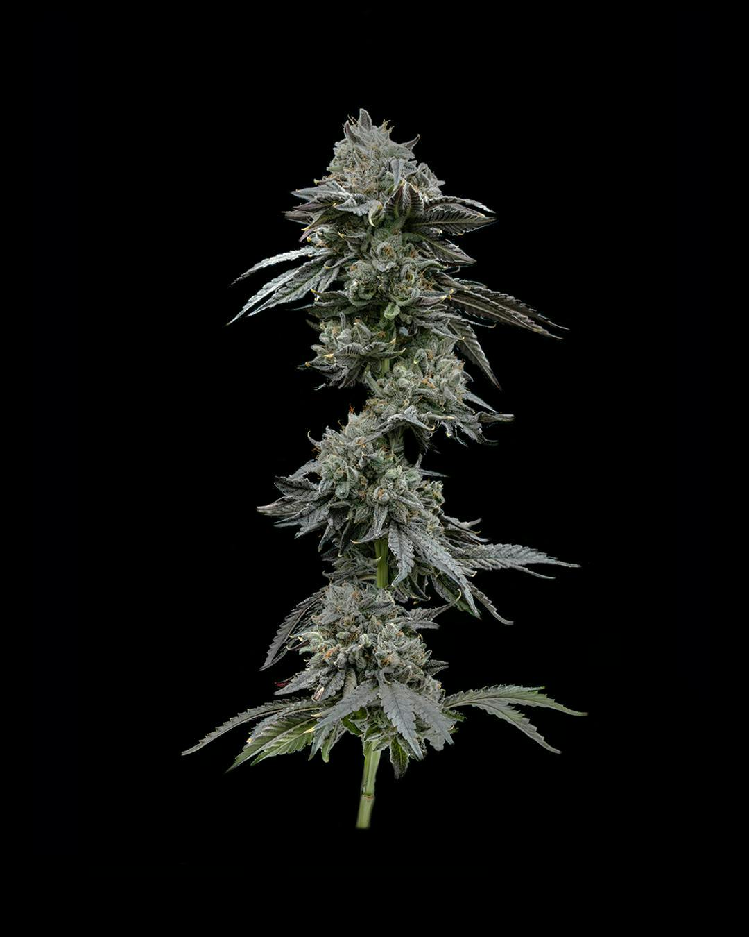 Society C - Society C | Project Z | Big Buds | 3.5g - 1