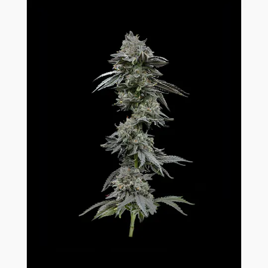 Society C - Society C | Project Z | Big Buds | 3.5g - 1