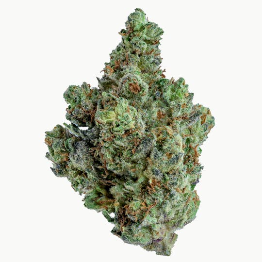 Gold Standard - GOLD STANDARD | SLURTY3 | 14G - 1