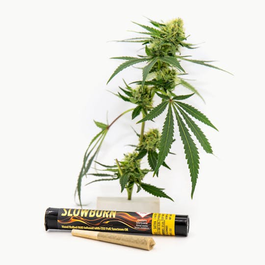 Stratos - Slow Burn Infused Preroll - Tropicana Banana (Sativa) - 1