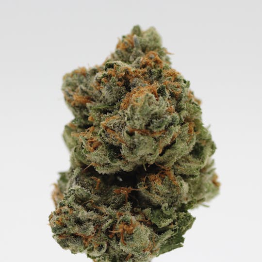 Canna Organix - Gelato 41 | Flower | 1g - 1