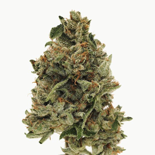 Canna Organix - Press OG | Flower | 14g - 1