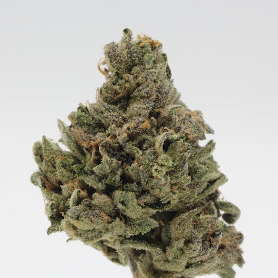 Canna Organix - Rainshadow Runtz | Flower | 28g - 1