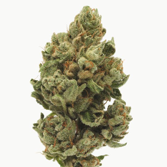 Canna Organix - The Glue | Flower | 14g - 1