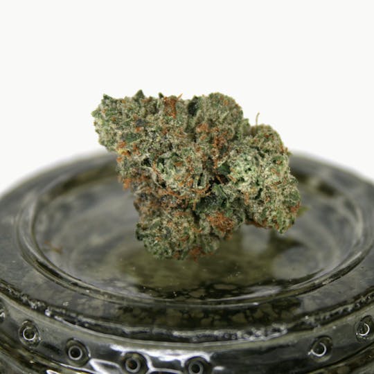 Dutchess of Denver - Violet Fog - 1