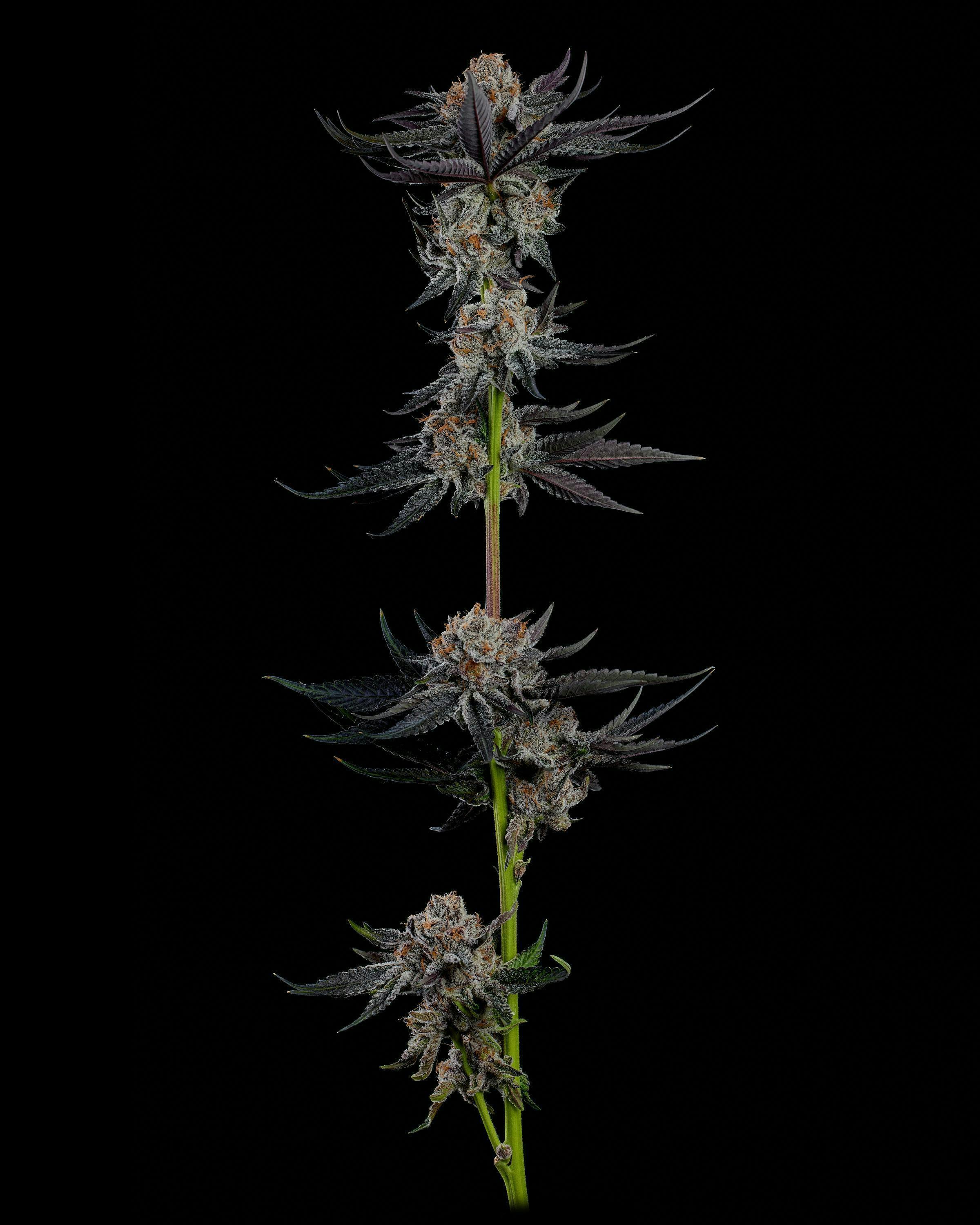 Decibel Gardens - Sweet Victory | Smalls | 14g - 1
