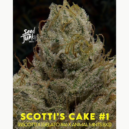 Upstate Gardens - Flower: Scotti's Cake #1 - 1