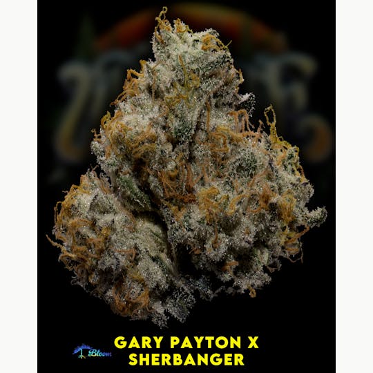 Upstate Gardens - Flower: Gary Payton x Sherbanger - 1