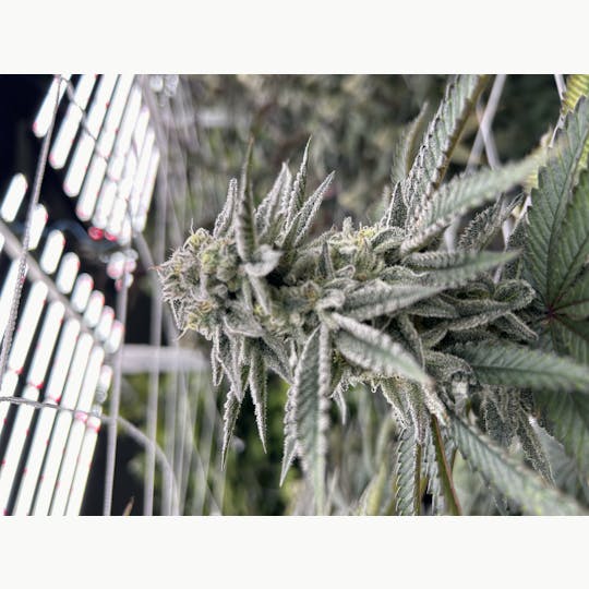 DNK Growers - Cap Junky - 1
