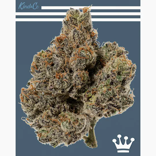 Kind & Co - Rare Darkness - 1