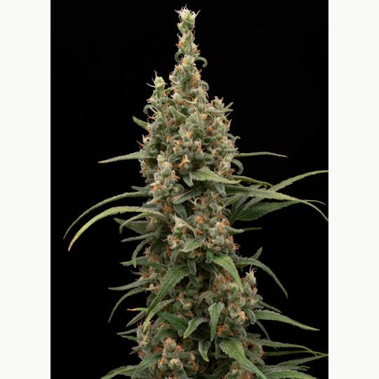 FRAKTAL - FRAKTAL - Lemon Thai - 1