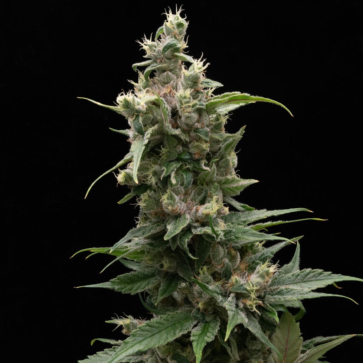 FRAKTAL - FRAKTAL - Laotian Kush - 1