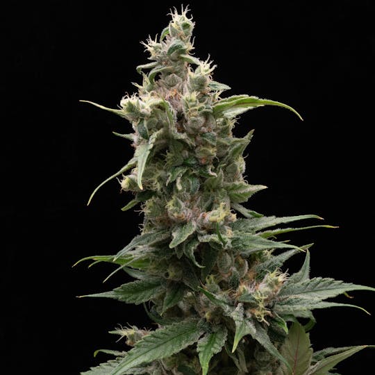 FRAKTAL - FRAKTAL - Laotian Kush - 1