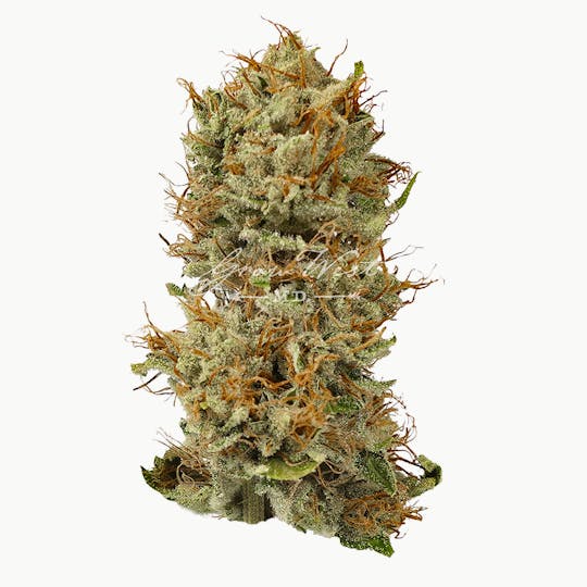 Grow West Cannabis Company - Thai'd Up | Gold | Trimmed Flower - 1