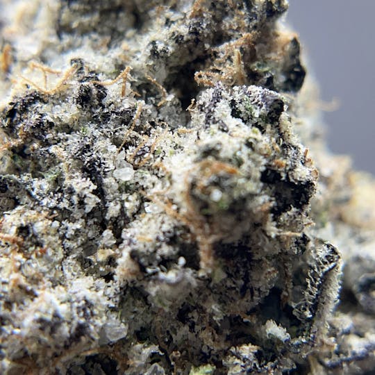 Twenty Two K / 22k - BLACK PEARL - Diamond Coated Indoor Flower - Crème Brûlée - 3.5g | 1/8oz - 1