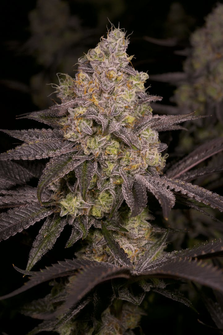 Delighted - Dark Rainbow 3.5g - 1