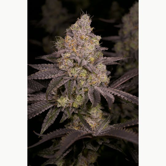 Delighted - Dark Rainbow 3.5g - 1