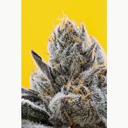 710 Labs - White x Urkle Flower | 3.5g - 1