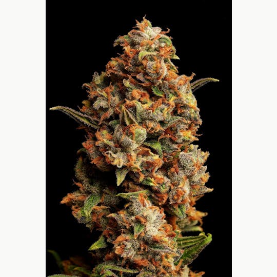 GOOD DAY FARM - GDF: Flower | B. Hope | 3.5g - 1