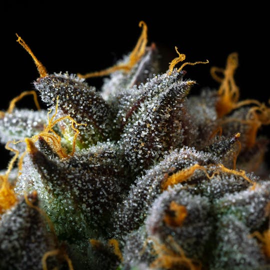 GOOD DAY FARM - GDF: Flower | Daily Sundae | 3.5g - 1