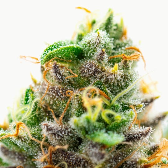 GOOD DAY FARM - GDF: Flower | Dosi Bow | 3.5g - 1