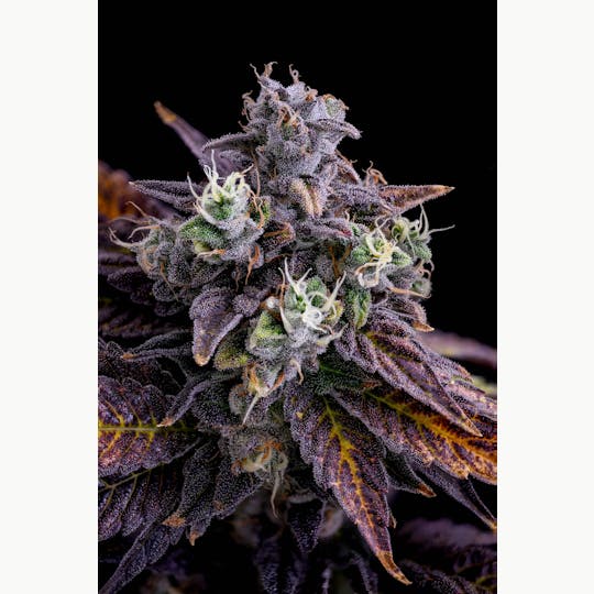 GOOD DAY FARM - GDF: Flower | Egg Roll | 3.5g - 1