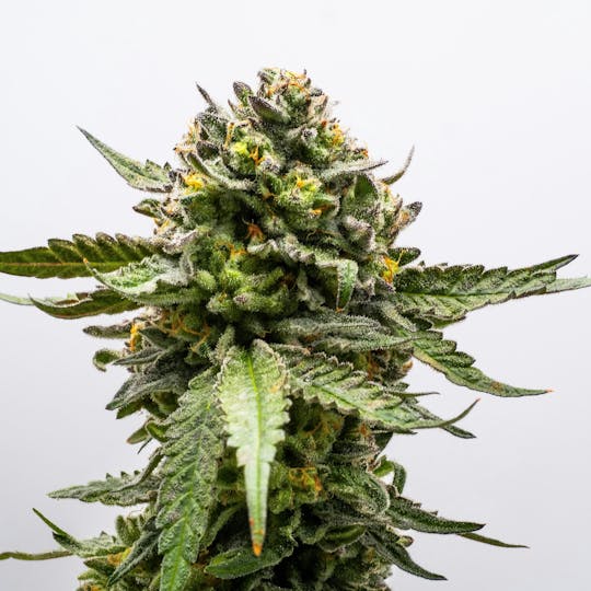 GOOD DAY FARM - GDF: Flower | French Toast | 3.5g - 1