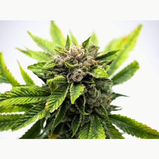 GOOD DAY FARM - GDF: Flower | Funky Kitty | 7g - 1