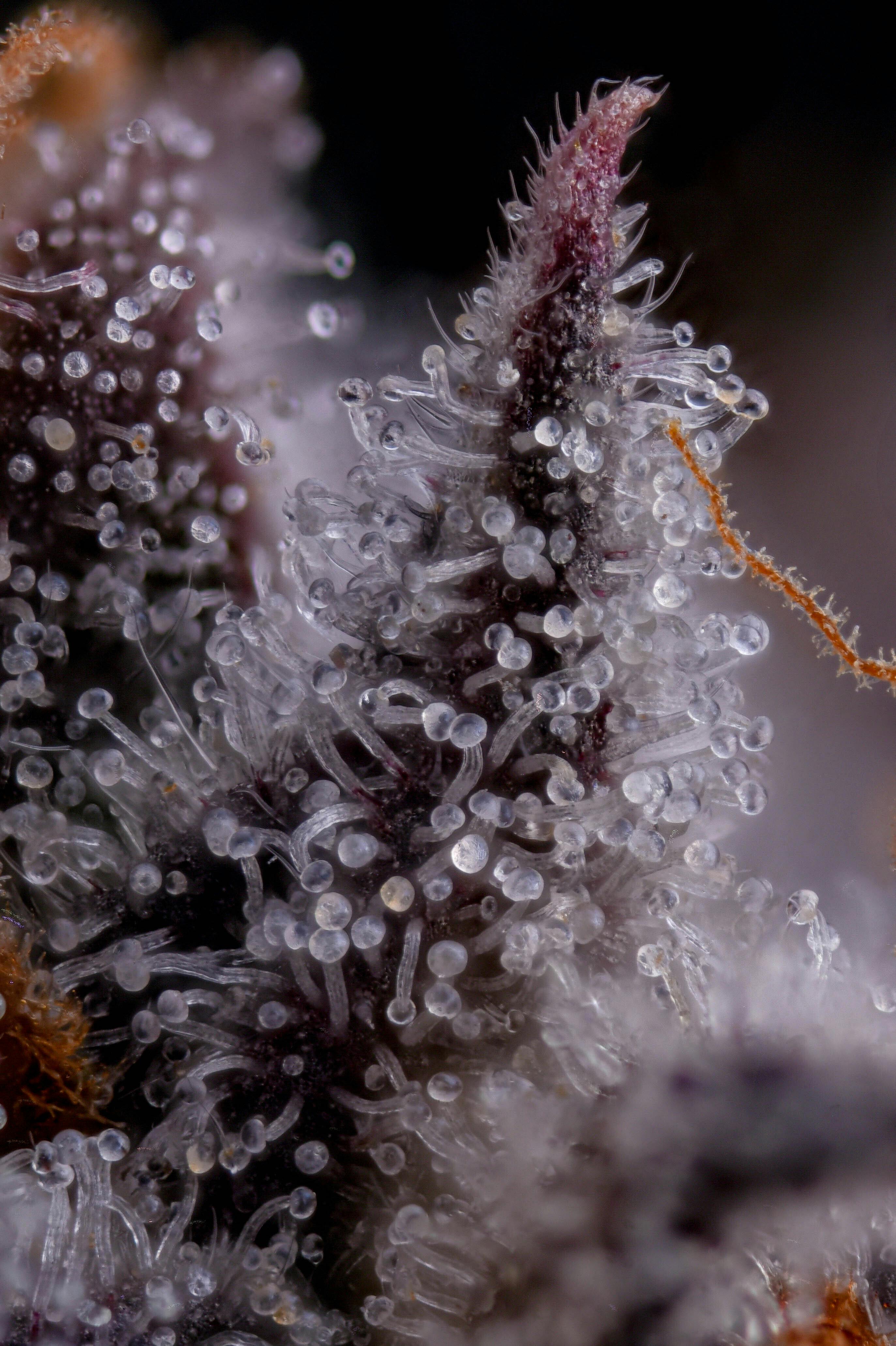 GOOD DAY FARM - GDF: Flower | GMO x OZ Kush Bx2 | 3.5g - 1