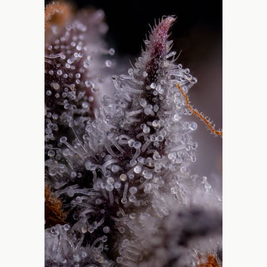 GOOD DAY FARM - GDF: Flower | GMO x OZ Kush Bx2 | 3.5g - 1