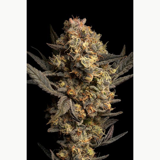 GOOD DAY FARM - GDF: Flower | GovernMint Oasis | 3.5g - 1
