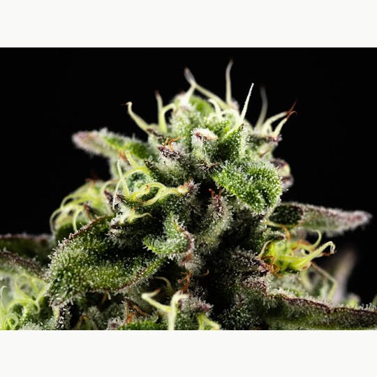 GOOD DAY FARM - GDF: Flower | ICC x AM | 3.5g - 1