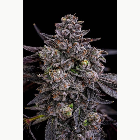 GOOD DAY FARM - GDF: Flower | Jokerz #53 | 3.5g - 1
