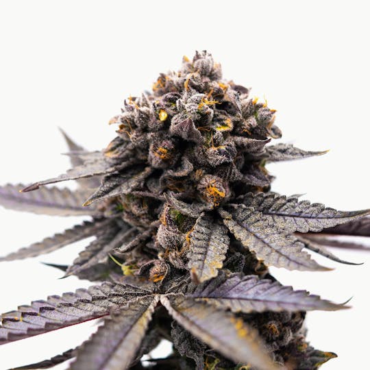 GOOD DAY FARM - GDF: Flower | Lemon Slushie | 3.5g - 1