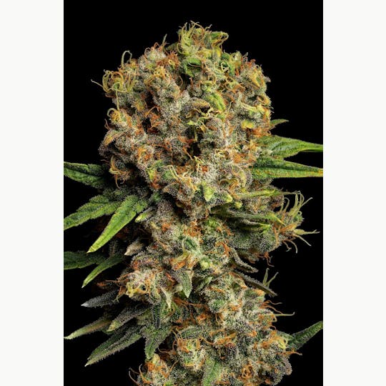 GOOD DAY FARM - GDF: Flower | Mango Mintality | 3.5g - 1
