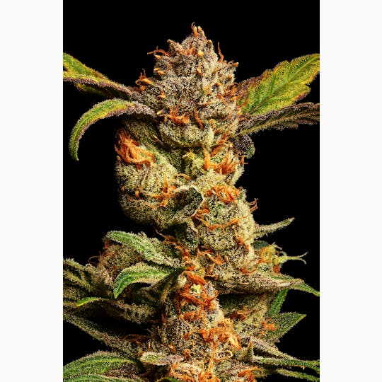 GOOD DAY FARM - GDF: Flower | Moroccan Peaches | 3.5g - 1