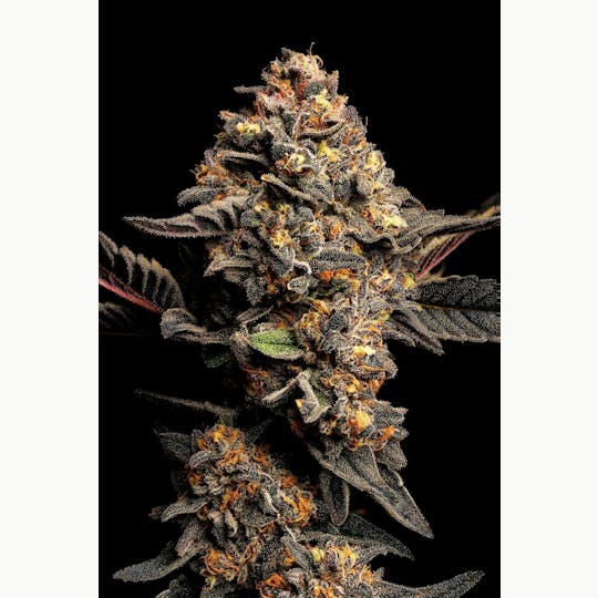 GOOD DAY FARM - GDF: Flower | Pinnacle | 3.5g - 1