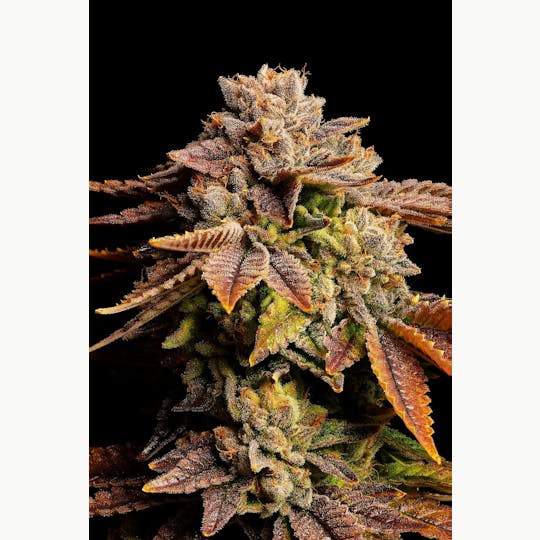GOOD DAY FARM - GDF: Flower | Rainbow Belts | 3.5g - 1