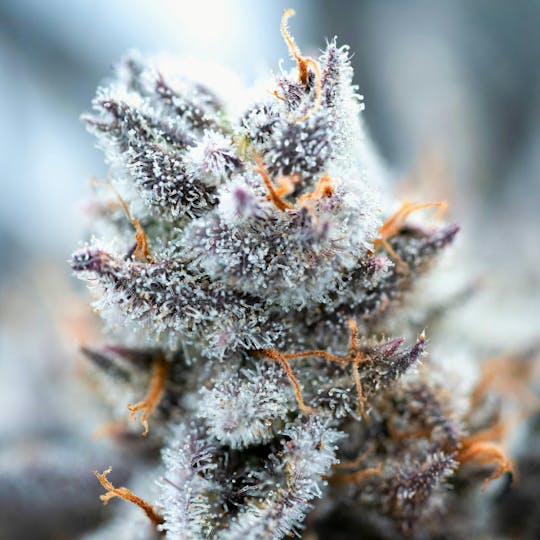 GOOD DAY FARM - GDF: Flower | Titty Sprinkles | 3.5g - 1