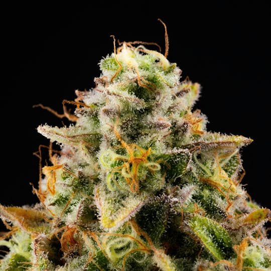 GOOD DAY FARM - GDF: Flower | Vellatello | 3.5g - 1
