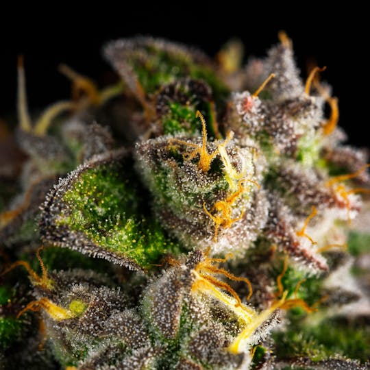 GOOD DAY FARM - GDF: Flower | Watermelon Wonder | 3.5g - 1