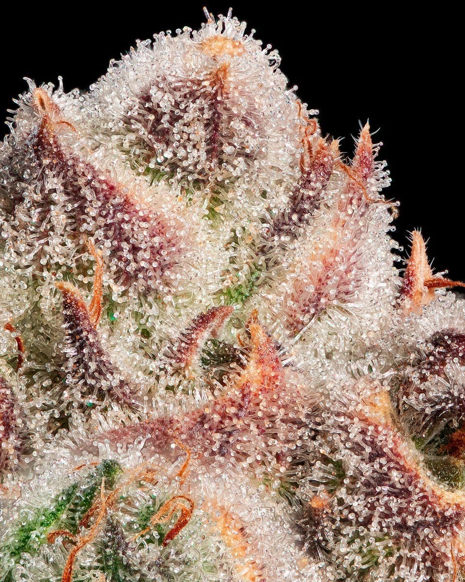 Kind & Co - Papaya Bomb - 1