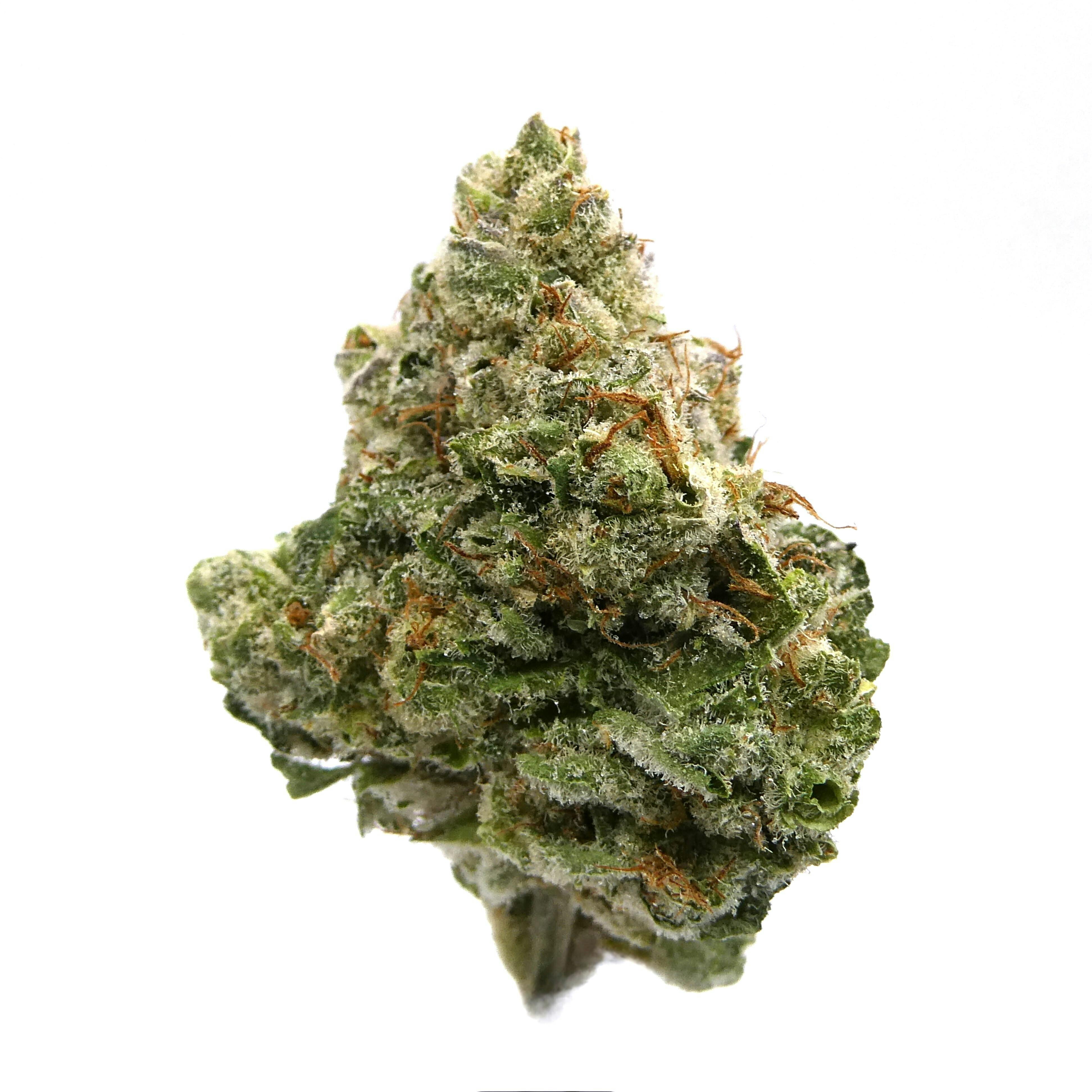 Avitas - Emerald Horizon Buds - 1