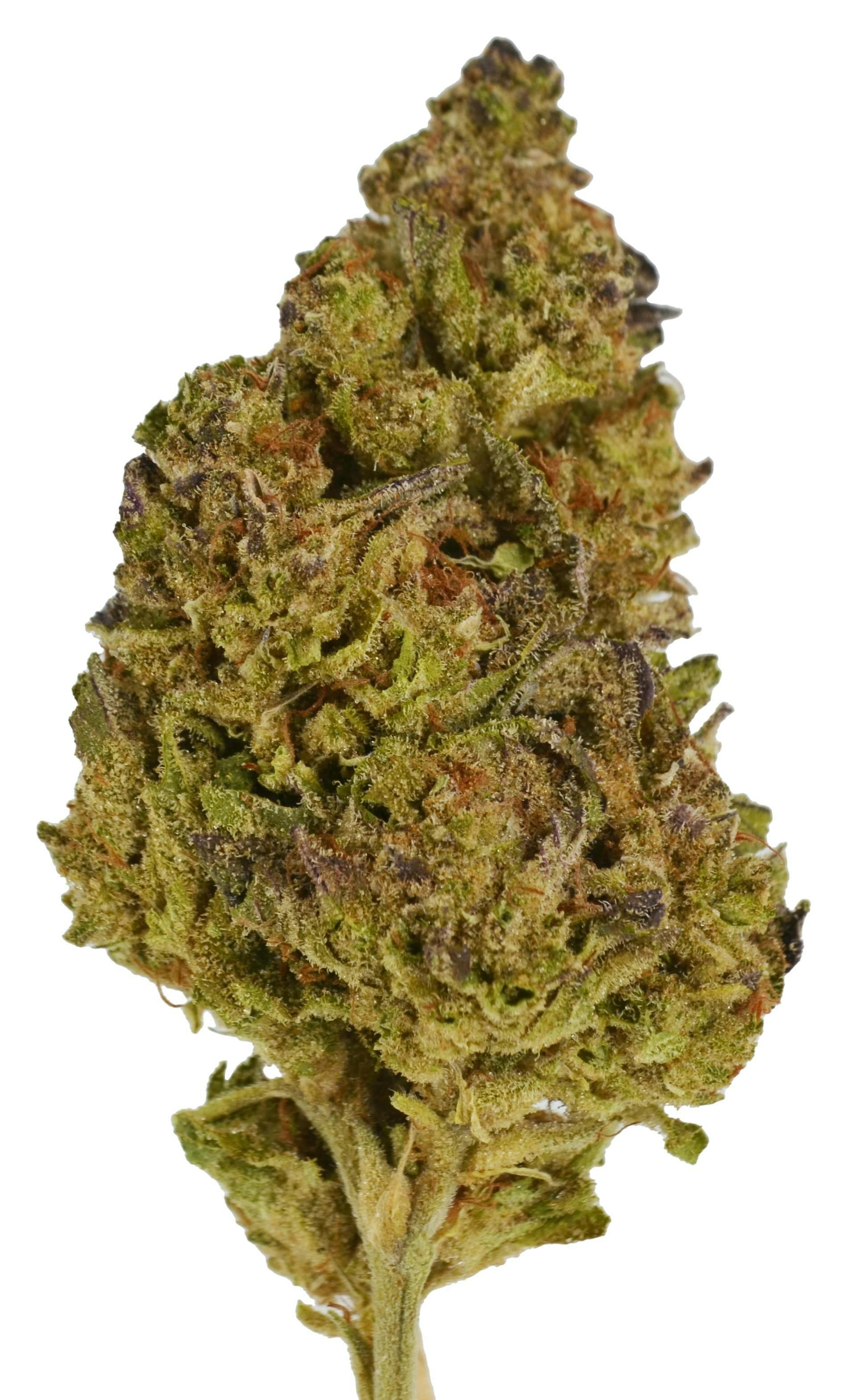 Smoakland - Smoakland Black | Purple Animal Cookies | Big Buds | 14g - 1