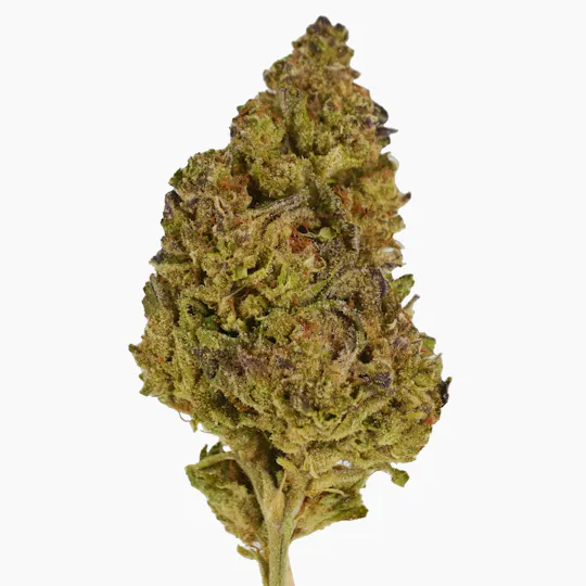 Smoakland - Smoakland Black | Purple Animal Cookies | Big Buds | 14g - 1