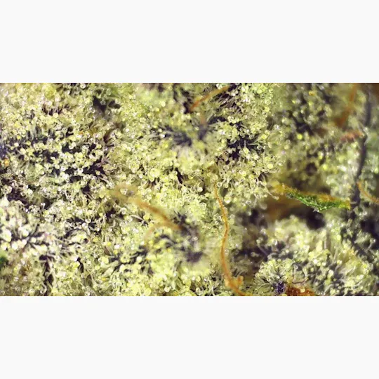 Lights Out - Saturn OG (Indica) Flower 3.5g - 1