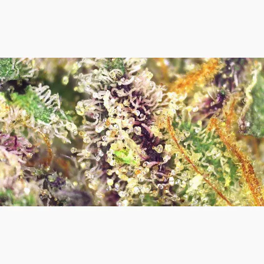 Lights Out - Cosmic Cookies (Indica) Flower 3.5g - 1