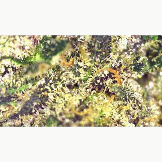 Lights Out - Cough Zyrup (Hybrid) Flower 3.5g - 1